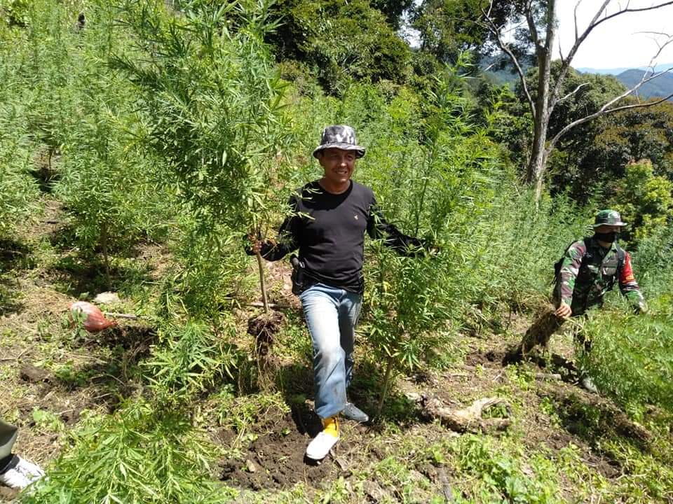 BNNP Sumut  Laksanakan Operasi Pemusnahan Ladang Ganja Sekitar 8 Ton