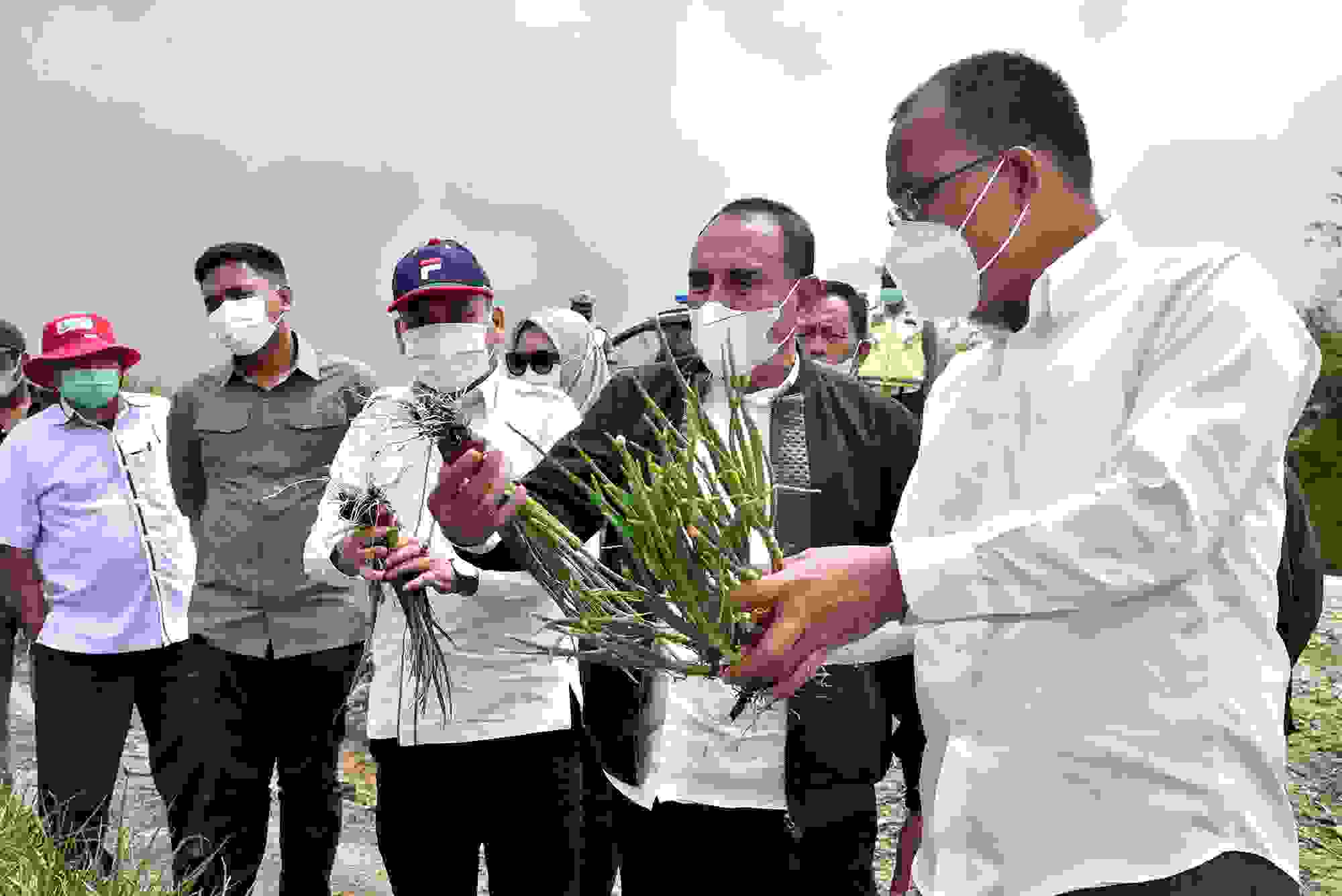 Panen Perdana, Gubernur Berharap Food Estate Sejahterakan Petani Humbang Hasundutan