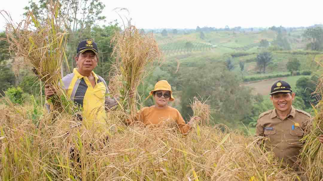 Bupati Radiapoh Ikut Panen Raya Padi Darat, Siapkan Skema Bantu Petani Simalungun