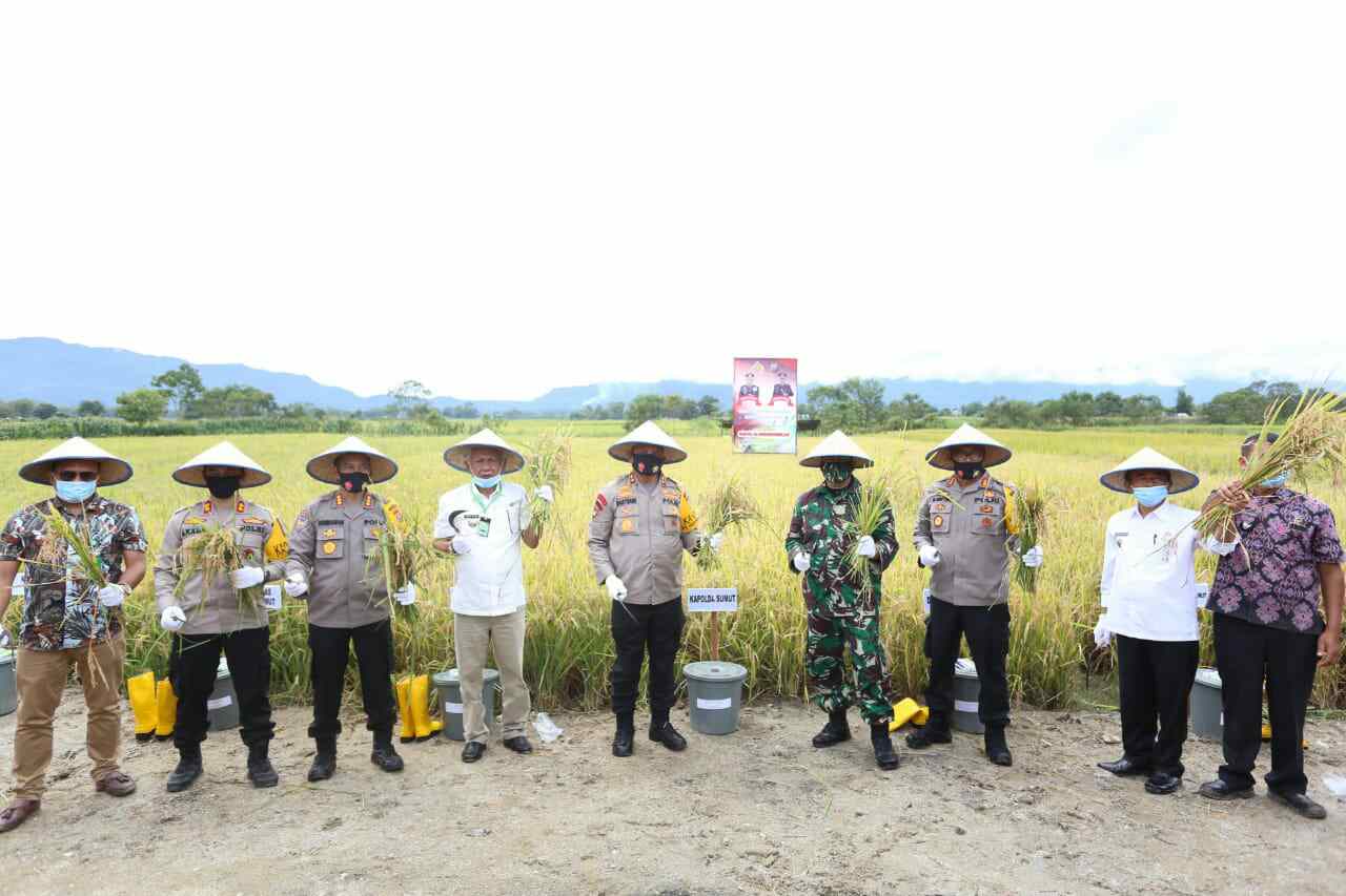 Kapolda Sumut Panen Raya Padi di Holbung, Kabupaten Toba