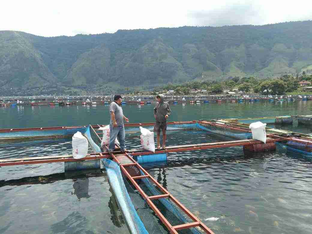 Ratusan Ton Ikan Mati di Pangururan, Bupati Minta Jajarannya Lakukan Pegecekan Air di Silalahi