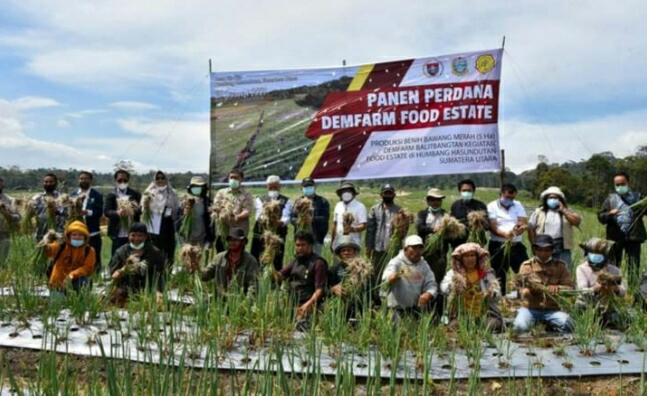 Pemkab Humbang Hasundutan Panen Perdana Bawang Merah Yang Ditanam Presiden Joko Widodo