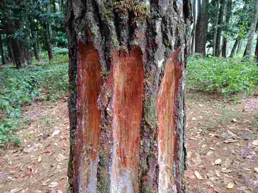 Penderes Pinus Ilegal Marak di Desa Pardomuan Nauli, Kelompok Tani Hutan Minta Ditertibkan
