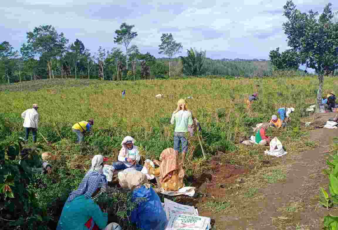 Harga Jahe Turun Drastis, Petani di Sumatera Utara  Alami Kerugian