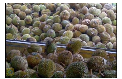 Durian Pakpak Bharat Diminati Hingga ke Jakarta