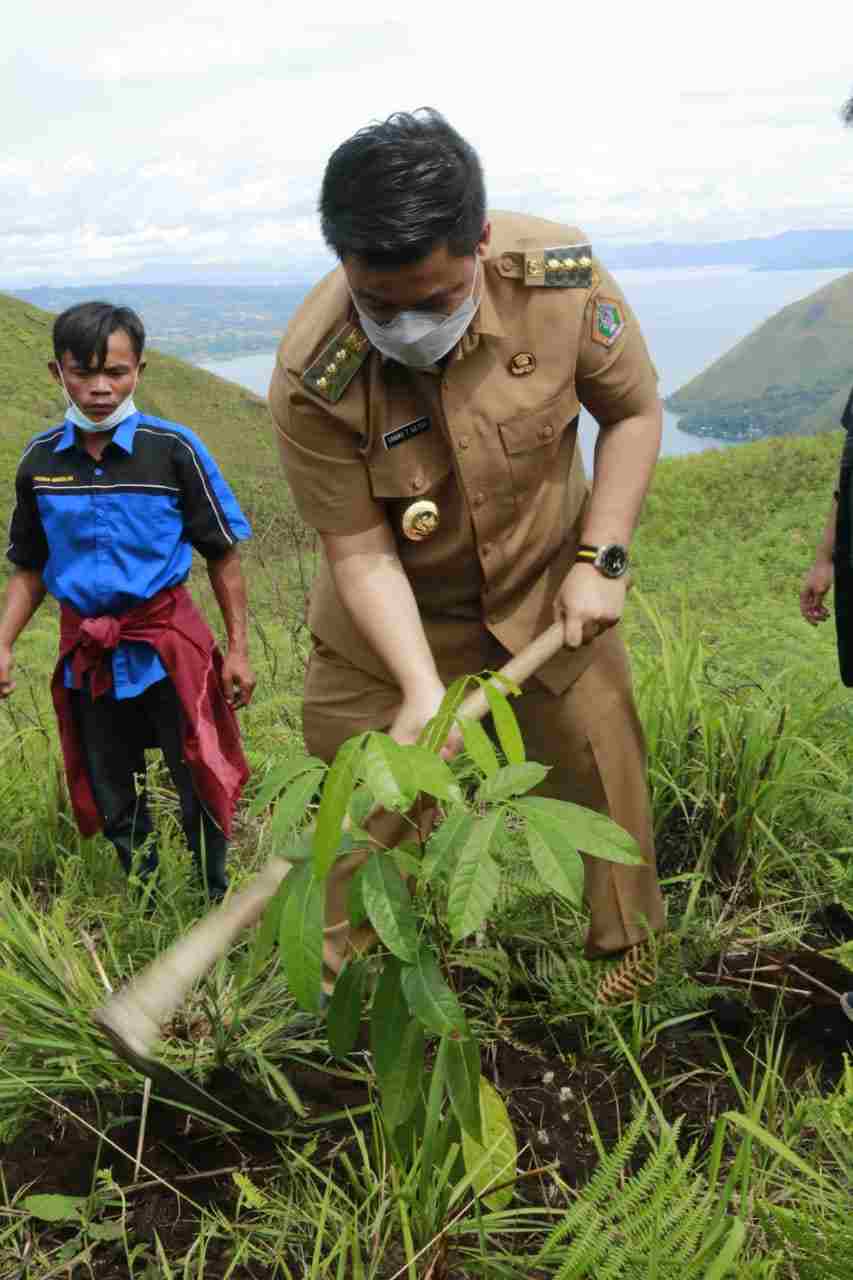 Bupati Samosir Bersama Elemen Masyarakat Tanam 1000 Batang Pohon Mahoni