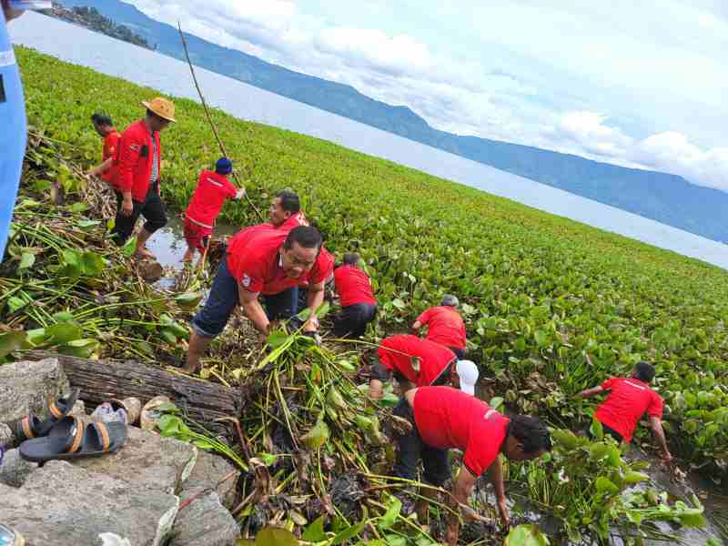 Ketua DPD PDI Perjuangan Sumut Tanam Pohon dan Bersikan Enceng Gondok di Danau Toba