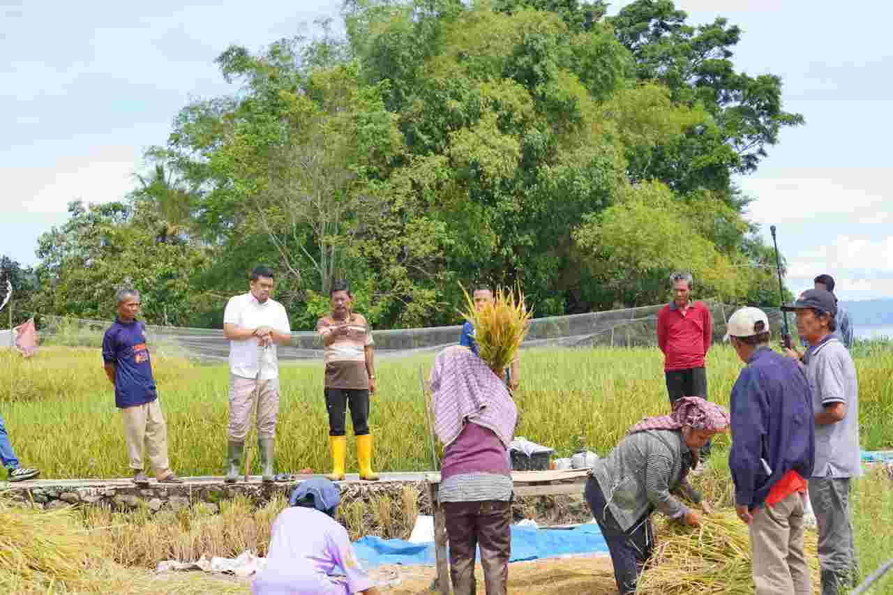 Petani di Balige Curhat Sama Bobby Nasution, Soal Pupuk Hingga Infrastruktur