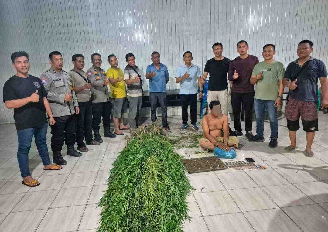 Pria Tanam Ganja di Balik Tembok di Tanjung Morawa Diciduk Polisi, 40 Pohon Diamankan