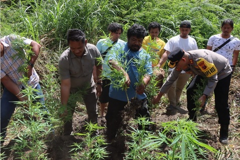 Polres Tanah Karo Ungkap Ladang Ganja di Desa Cinta Rakyat, 33 Batang Tanaman Disita