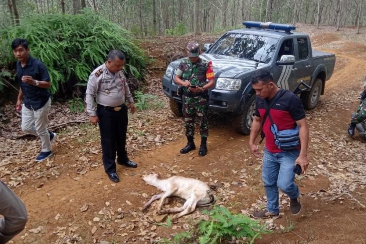 Harimau Mengamuk di Tapsel, Gasak 5 Ekor Sapi Warga Batang Toru