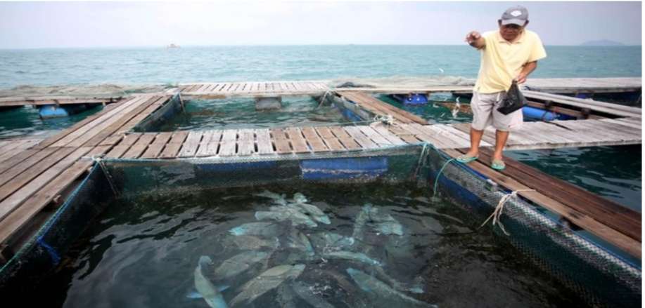  Peningkatan Ekonomi Nelayan Melalui Budidaya Ikan Napoleon di Kabupaten Anambas dan Natuna