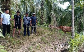 Curi 4 Ekor Lembu, Pria Asal Simpang Lima Meringkuk di Sel