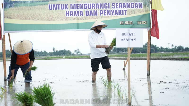 Laksanakan Gerak Tanam Serentak Padi di Desa Serdang, Bupati Asahan Turun Langsung Ke Sawah