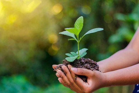 Peran Dinas Lingkungan Hidup dalam Menjaga Kualitas Lingkungan Perkotaan