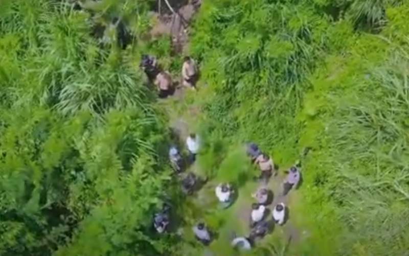 Polres Karo Temukan Ladang Ganja Tersembunyi di Perladangan Sukatendel 
