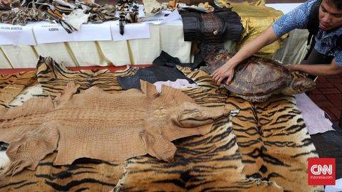 Jual Bagian Tubuh Harimau, Petani Ini Ditangkap Petugas