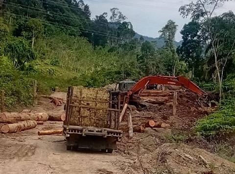 Pemkab Taput Diminta Stop Penebangan Kayu di Desa Sibalanga Kecamatan Adiankoting
