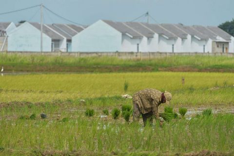 Kementan Ungkap Penyebab Terjadinya Pergeseran Fungsi Lahan Pertanian