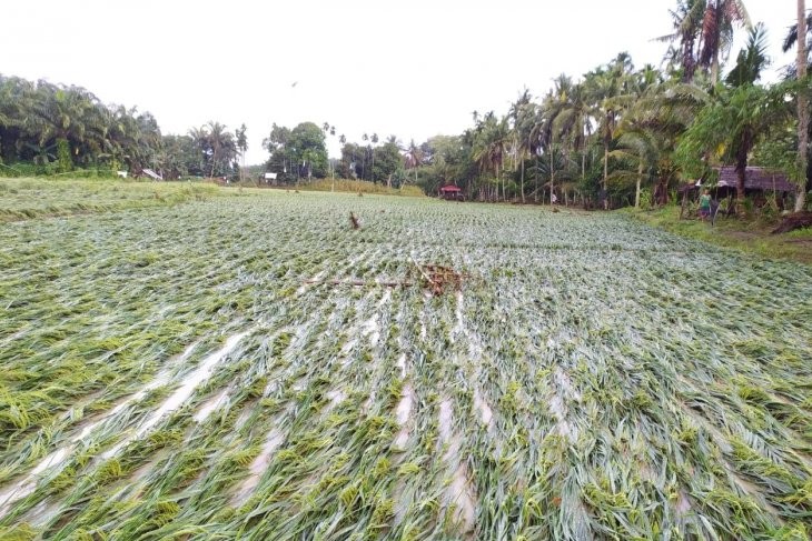 langkatbanjir.jpg