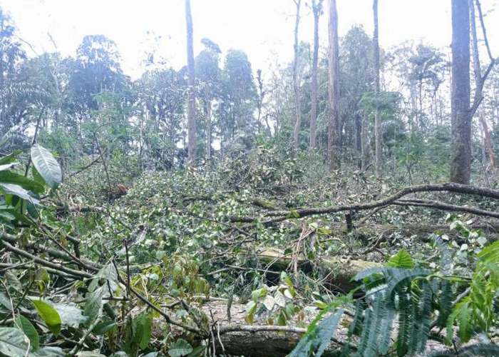 Polisi Lidik Perambahan Hutan Arboretum di Desa Merek, Kabupaten Karo