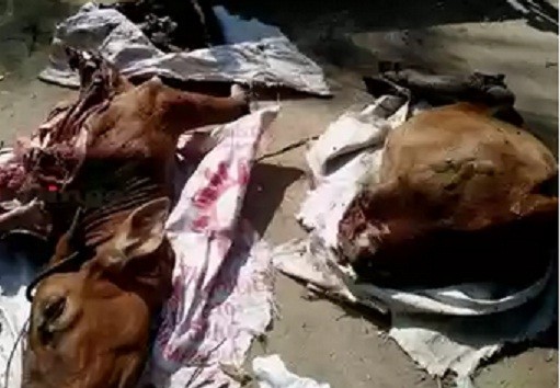 Polres Asahan Ringkus Pelaku Mutilasi Hewan Ternak Yang Resahkan Warga