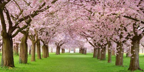 Kebanyakan Turis Tak Terkendali, Kota di Dekat Gunung Fuji Terpaksa Akhiri Tradisi Festival Sakura