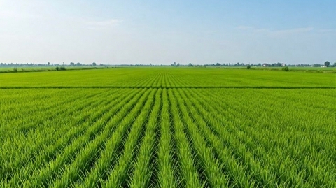Pemanfaatan Teknologi Nuklir dalam Memperkuat Produksi Pangan Nasional
