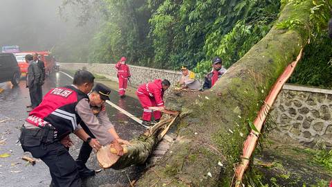 Pohon Tumbang Jalan Lintas Berastagi-Medan, Personel Polres Karo dan Masyarakat Sigap Atasi